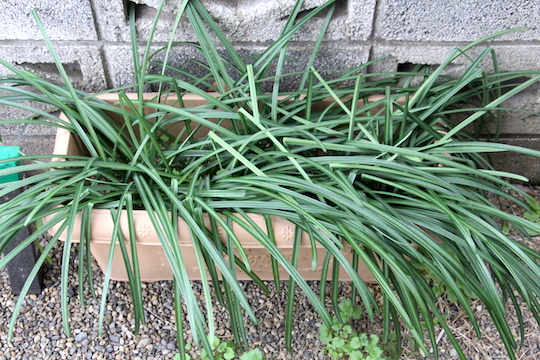 f:id:takahikonojima:20190112082809j:plain