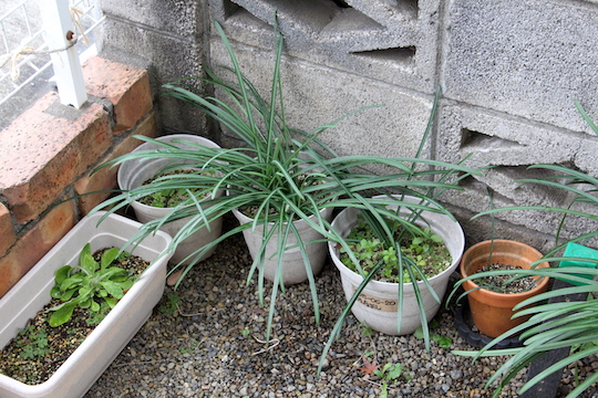 f:id:takahikonojima:20190113075826j:plain