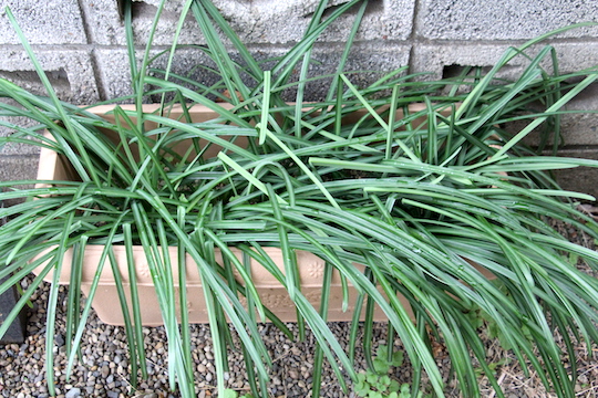 f:id:takahikonojima:20190113075829j:plain