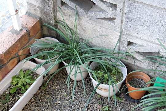 f:id:takahikonojima:20190114082137j:plain