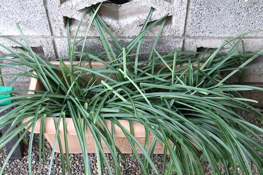 f:id:takahikonojima:20190115065749j:plain