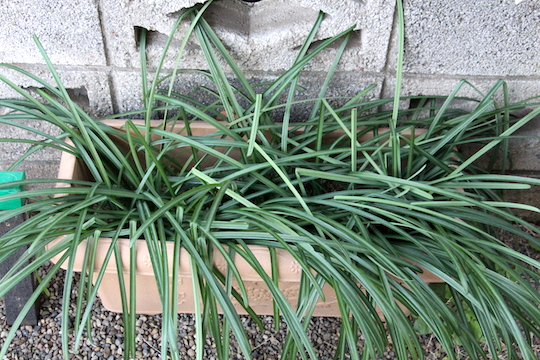 f:id:takahikonojima:20190116072242j:plain