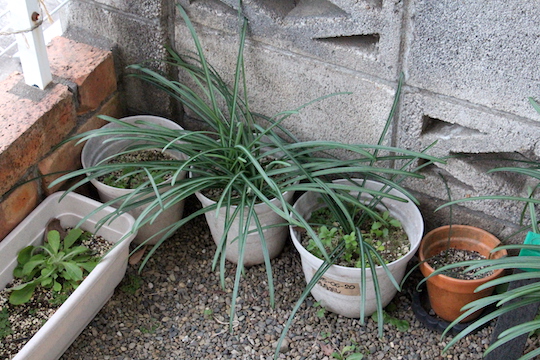 f:id:takahikonojima:20190117070208j:plain