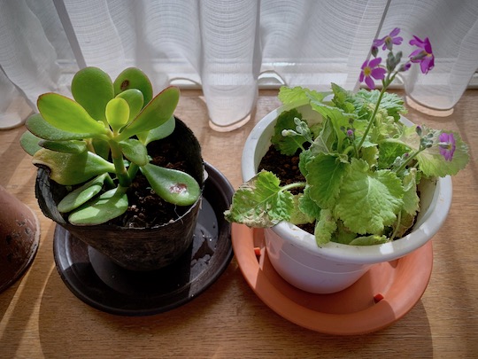 f:id:takahikonojima:20190119140934j:plain f:id:takahikonojima:20190119140934j:plain