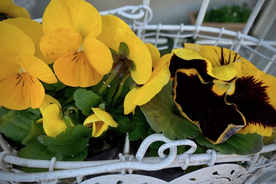 f:id:takahikonojima:20190119141010j:plain f:id:takahikonojima:20190119141010j:plain