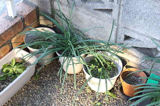 f:id:takahikonojima:20190121081015j:plain