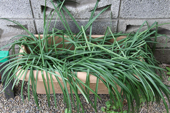 f:id:takahikonojima:20190202093817j:plain