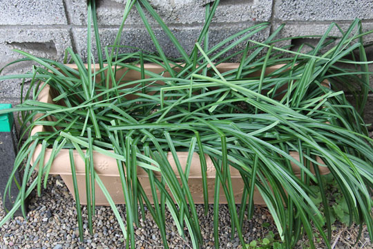 f:id:takahikonojima:20190216173337j:plain