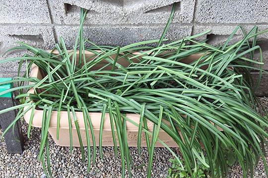 f:id:takahikonojima:20190305170412j:plain