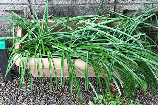 f:id:takahikonojima:20190317153353j:plain