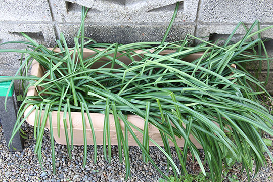 f:id:takahikonojima:20190317153409j:plain