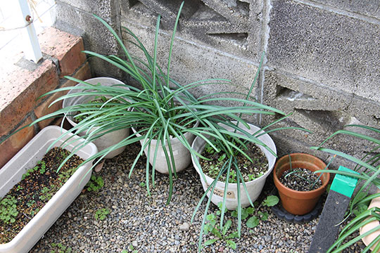 f:id:takahikonojima:20190317154711j:plain