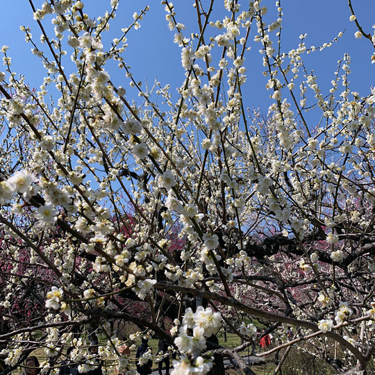 f:id:takahikonojima:20190321105044j:plain