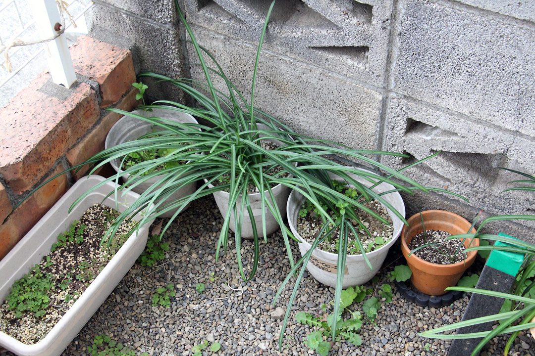 f:id:takahikonojima:20190323083812j:plain