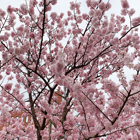 f:id:takahikonojima:20190503131634j:plain