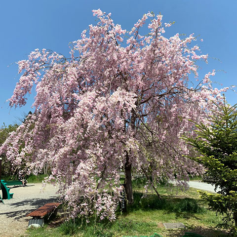 f:id:takahikonojima:20190503132807j:plain