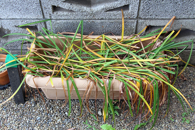 f:id:takahikonojima:20190526082912j:plain