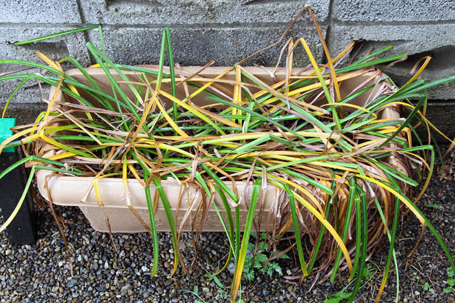 f:id:takahikonojima:20190526082924j:plain