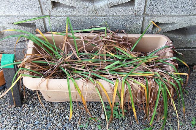 f:id:takahikonojima:20190526082948j:plain