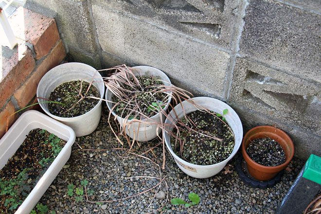 f:id:takahikonojima:20190615192240j:plain