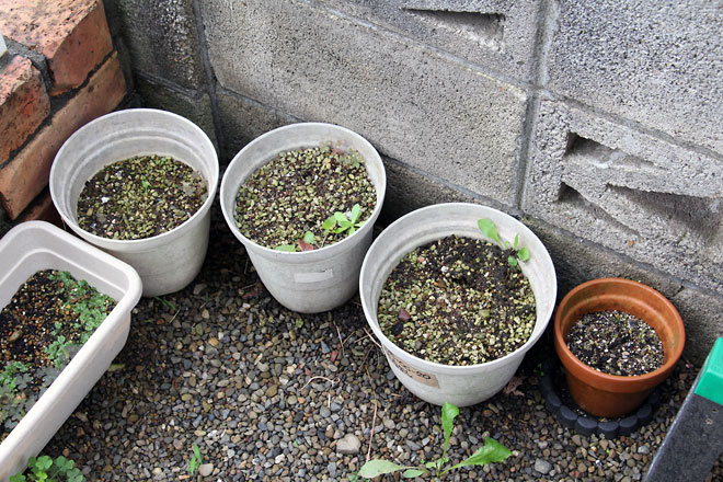 f:id:takahikonojima:20190629190425j:plain