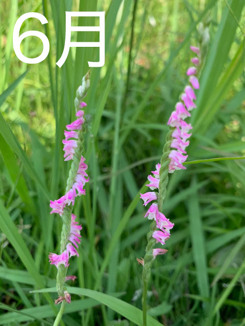 f:id:takahikonojima:20190630145739j:plain