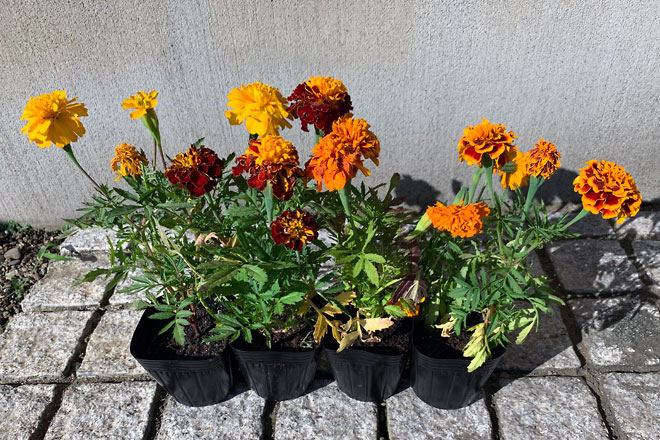 f:id:takahikonojima:20190630155112p:plain