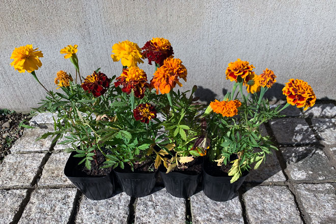 f:id:takahikonojima:20190807170416j:plain f:id:takahikonojima:20190807170416j:plain