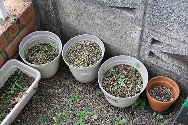 f:id:takahikonojima:20190810111950j:plain