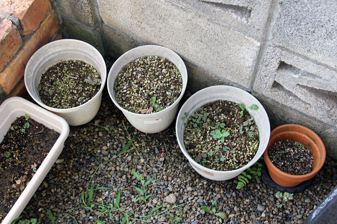 f:id:takahikonojima:20190817194522j:plain