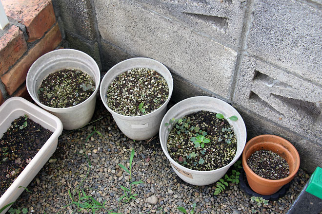 f:id:takahikonojima:20190817194609j:plain