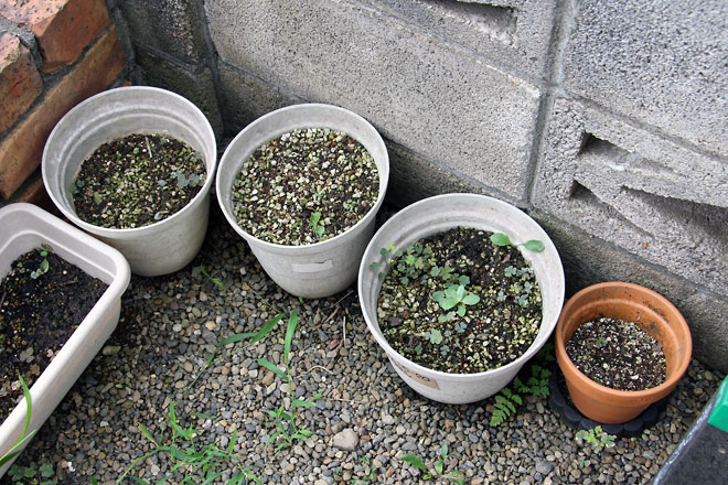 f:id:takahikonojima:20190817194622j:plain