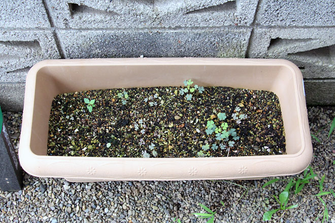 f:id:takahikonojima:20190817194631j:plain