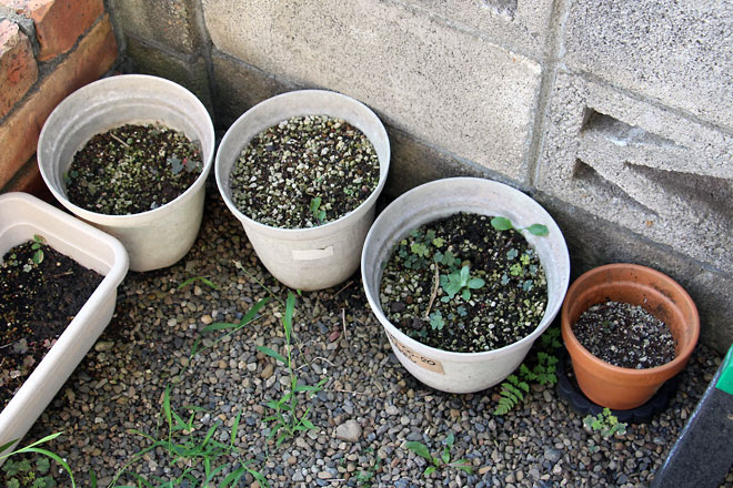 f:id:takahikonojima:20190817194641j:plain