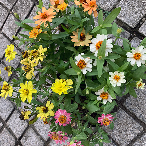 f:id:takahikonojima:20190903172816j:plain