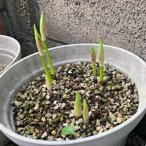 f:id:takahikonojima:20190921180559j:plain