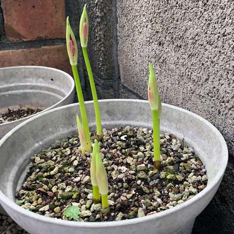 f:id:takahikonojima:20190928111013j:plain