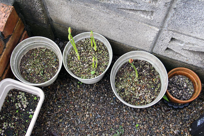 f:id:takahikonojima:20190928111027j:plain