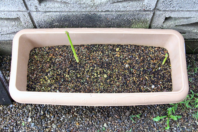 f:id:takahikonojima:20190928111042j:plain