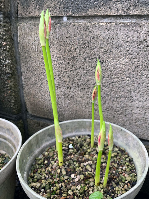 f:id:takahikonojima:20190928111051j:plain