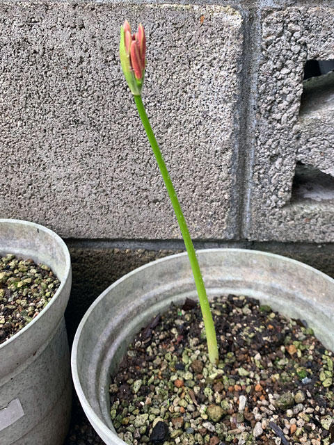 f:id:takahikonojima:20190928111059j:plain