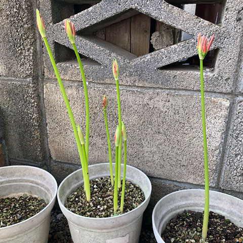 f:id:takahikonojima:20190928111122j:plain