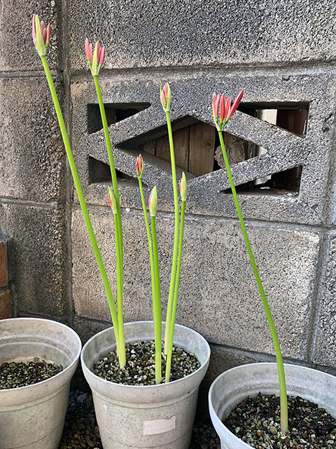 f:id:takahikonojima:20190928111146j:plain