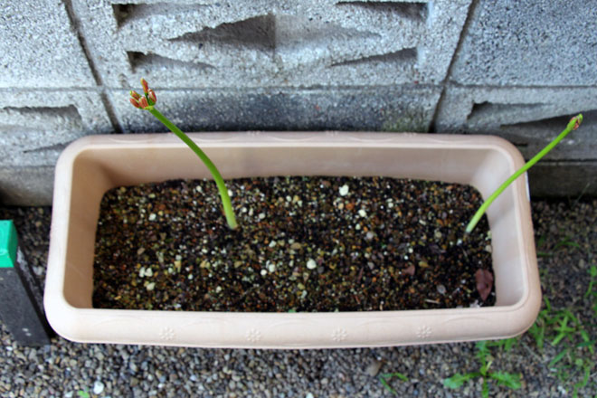 f:id:takahikonojima:20190928111153j:plain