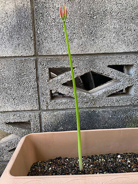 f:id:takahikonojima:20190928111200j:plain