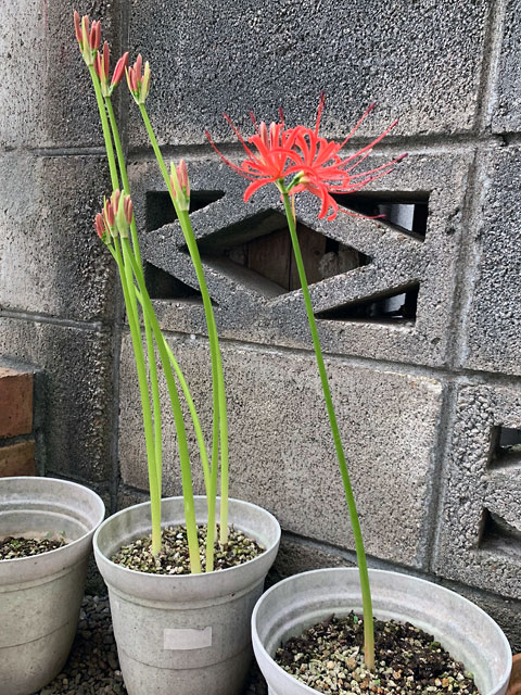 f:id:takahikonojima:20190928111215j:plain