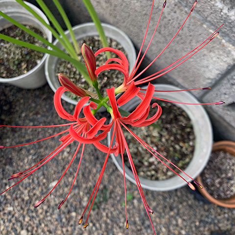 f:id:takahikonojima:20190928111223j:plain