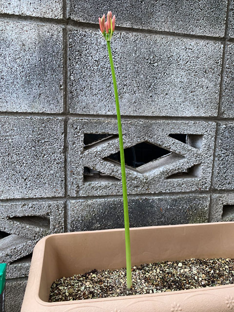 f:id:takahikonojima:20190928111235j:plain