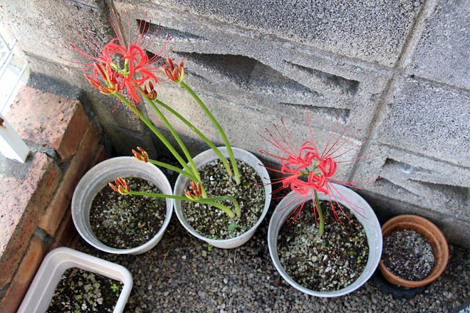 f:id:takahikonojima:20190928111245j:plain