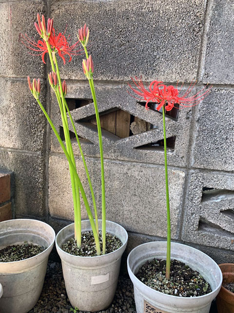 f:id:takahikonojima:20190928111250j:plain